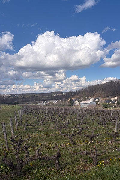 A vineyard in early spring with neatly pruned grapevines stretching into the distance. Yellow wildflowers dot the grass, and puffy white clouds fill the expansive blue sky above a quiet rural village.