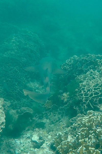 Nurse shark