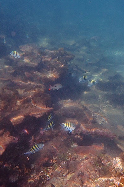 Reef fish